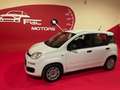 Fiat Panda Panda 1.2 Easy Gpl 69cv My2019 *OK NEOPATENTATI* Bianco - thumbnail 1