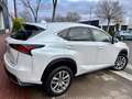 Lexus NX 300 300h Executive Navigation 4WD Weiß - thumbnail 6