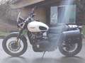 Triumph Scrambler Triumph Street Scrambler 900 65CV (GARANTIE 11/24) Wit - thumbnail 6