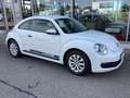 Volkswagen Beetle 1.2 TSI /ALU/GRA/Bluetooth/PDC v+h/SHZ Biały - thumbnail 16