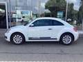 Volkswagen Beetle 1.2 TSI /ALU/GRA/Bluetooth/PDC v+h/SHZ Weiß - thumbnail 4