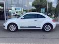 Volkswagen Beetle 1.2 TSI /ALU/GRA/Bluetooth/PDC v+h/SHZ Biały - thumbnail 4