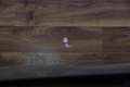 Audi RS6 A6 Avant TFSI quattro Gris - thumbnail 19