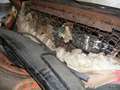 Buick Special 4-Door Hardtop 5.3 V8 Restauration/Teileträger Beige - thumbnail 24