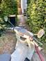 Simson KR 51 E Schwalbe 50er Refurbished Wit - thumbnail 5