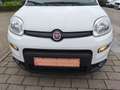 Fiat Panda Panda 1.0 GSE Hybrid City Life/38 Tkm/Sitzhzg+PDC Blanc - thumbnail 10