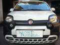 Fiat Panda Cross Pandina 1.0 FireFly Hybrid 5Posto Nuovo Mo Bianco - thumbnail 5