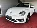 Volkswagen Beetle Comfortline Cabrio/BI-Xenon/NAVI/GARANTIE Weiß - thumbnail 18