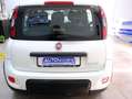 Fiat Panda SPORT 1.0 Hybrid 70cv  5° Posto CarPlay Bianco - thumbnail 13