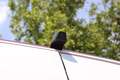 Volkswagen Crafter Kasten 35 lang+Hoch*AHK*Kamera*6 Sitzer Blanc - thumbnail 20