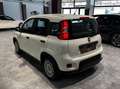 Fiat Panda 1.0 firefly hybrid s&s 70cv Weiß - thumbnail 4