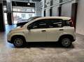 Fiat Panda 1.0 firefly hybrid s&s 70cv Weiß - thumbnail 3