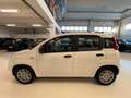 Fiat Panda 1.0 firefly hybrid Icon s&s 70cv Km Zero Blanco - thumbnail 4