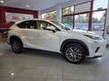 Lexus NX 300 300h Executive Navigation 4WD Blanco - thumbnail 8