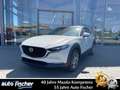 Mazda CX-30 2.5 (140PS) Autom. Exclusive 360* CarPlay Weiß - thumbnail 1