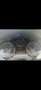 Peugeot 207 Allure Grau - thumbnail 2