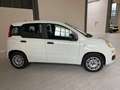 Fiat Panda Panda 1.2 Pop Weiß - thumbnail 5
