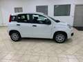 Fiat Panda Panda 1.2 Easy *IVA DEDUCIBILE* Wit - thumbnail 4