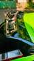 Ford Focus Focus Coupé RS 2,5 RS Grün - thumbnail 14