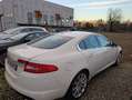 Jaguar XF 2.7d Premium Luxury auto - thumbnail 12