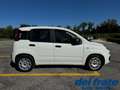 Fiat Panda III 1.2 8v 69Cv Easy Bianco - thumbnail 6