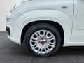 Fiat Panda Fiat Panda 1.0 70 Cv. Hybrid Easy Weiß - thumbnail 20