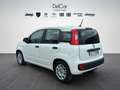 Fiat Panda Fiat Panda 1.0 70 Cv. Hybrid Easy Weiß - thumbnail 4