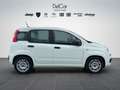 Fiat Panda Fiat Panda 1.0 70 Cv. Hybrid Easy Weiß - thumbnail 7