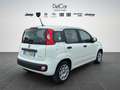 Fiat Panda Fiat Panda 1.0 70 Cv. Hybrid Easy Weiß - thumbnail 6