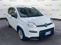 Fiat Panda III 2021 1.0 firefly hybrid s&s 70cv Weiß - thumbnail 8