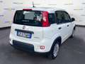 Fiat Panda III 2021 1.0 firefly hybrid s&s 70cv Weiß - thumbnail 6