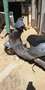 Derbi Atlantis Scooter 50 Gris - thumbnail 5