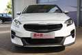 Kia XCeed 1.0 T-GDI Vision KAMERA/CARPLAY/SHZG Weiß - thumbnail 3