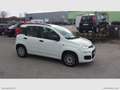 Fiat Panda 1.2 Easy Weiß - thumbnail 2