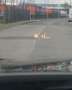 BMW 740 740d xDrive - thumbnail 2