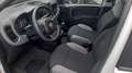 Fiat Panda 1.0 hybrid PREZZO PROMO €218,00MESE Weiß - thumbnail 11