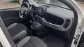 Fiat Panda 1.0 hybrid PREZZO PROMO €218,00MESE Weiß - thumbnail 18