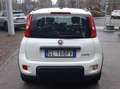 Fiat Panda 1.0 hybrid PREZZO PROMO €218,00MESE Weiß - thumbnail 4