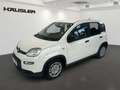 Fiat Panda Hybrid 1.0 GSE Klima, Parksens., Tempomat, ISOFIX Weiß - thumbnail 1