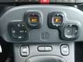 Fiat Panda CROSS 1.0 Hybrid 69cv CROSS AZIENDALE Grün - thumbnail 14