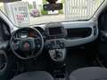 Fiat Panda CROSS 1.0 Hybrid 69cv CROSS AZIENDALE Grün - thumbnail 9