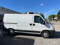 Fiat DUCATO 2.3 MJT FRIGO Bianco - thumbnail 4