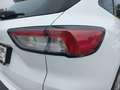 Ford Kuga 120PS Diesel/Automatik 2,0 ALLRAD Weiß - thumbnail 10