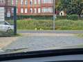 BMW X1 xDrive 20d AT Advantage NAVI PANO HUD Noir - thumbnail 18