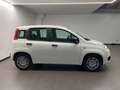 Fiat Panda NEW 1.0 HYBRID - thumbnail 13
