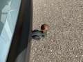 Skoda Enyaq 80 Silber - thumbnail 8