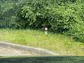 Skoda Kodiaq RS 2.0 TSI 4x4+7Sitzer+Panorama+StandH+360°+Canton Negro - thumbnail 30