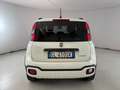 Fiat New Panda City Cross 1.0 FireFly Hybrid Weiß - thumbnail 5