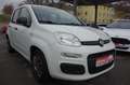 Fiat Panda 1.2 8V Easy Klima Weiß - thumbnail 3