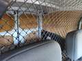Citroen Berlingo BLUEHDI 100 BVM CLUB Blanc - thumbnail 5